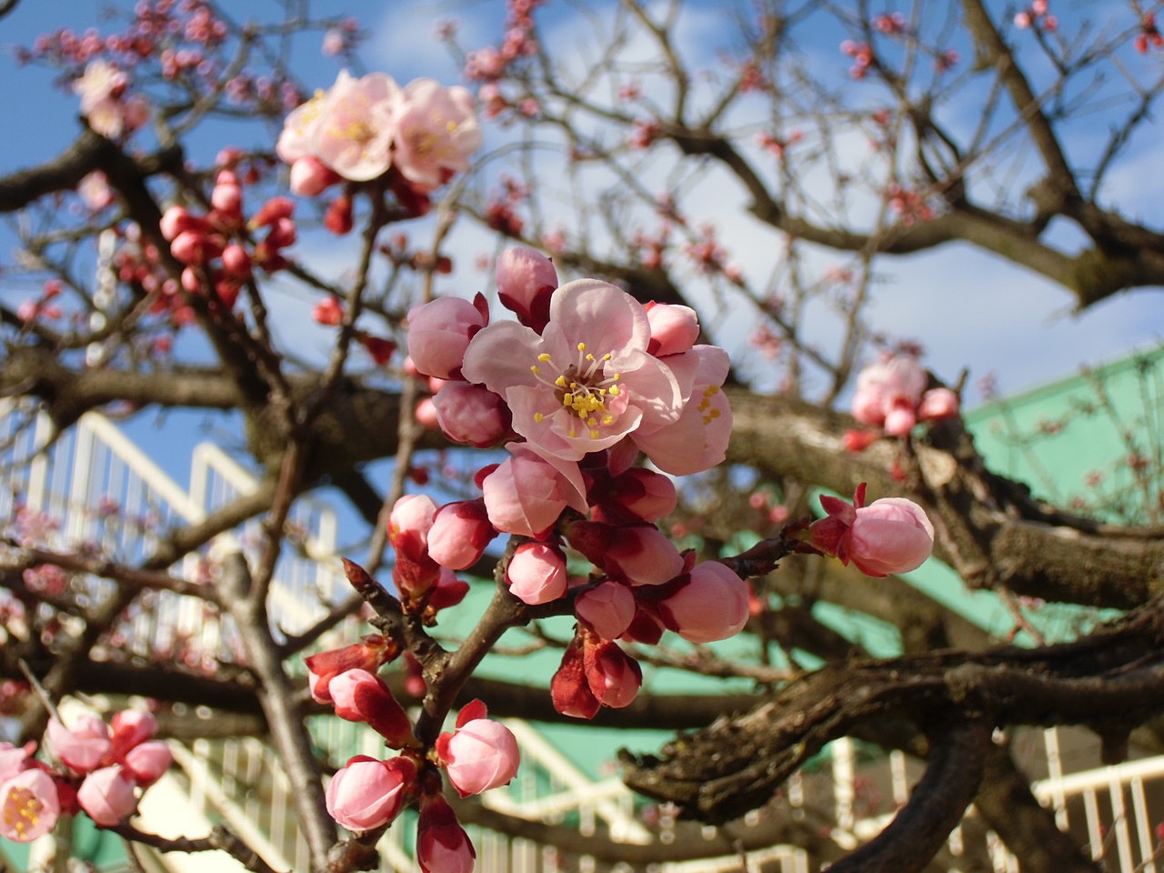 あんずの木開花